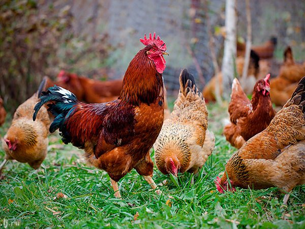 Породы куриц | ЗооТом - продажа, вязка и услуги для животных в Пустошке