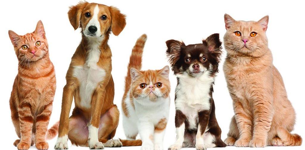 Доска объявлений о животных | ЗооТом - продажа, вязка и услуги для животных в Пустошке