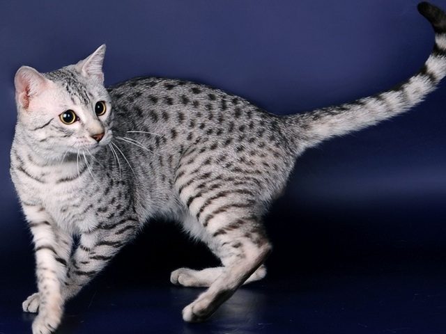 Породы кошек в Пустошке | ЗооТом портал о животных