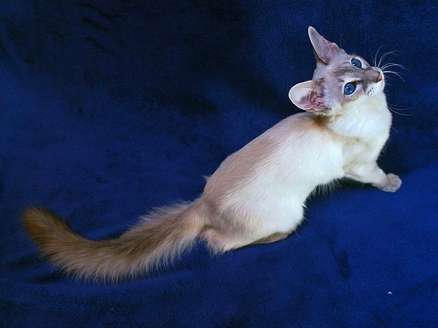 Выведенные породы кошек в Пустошке | ЗооТом портал о животных