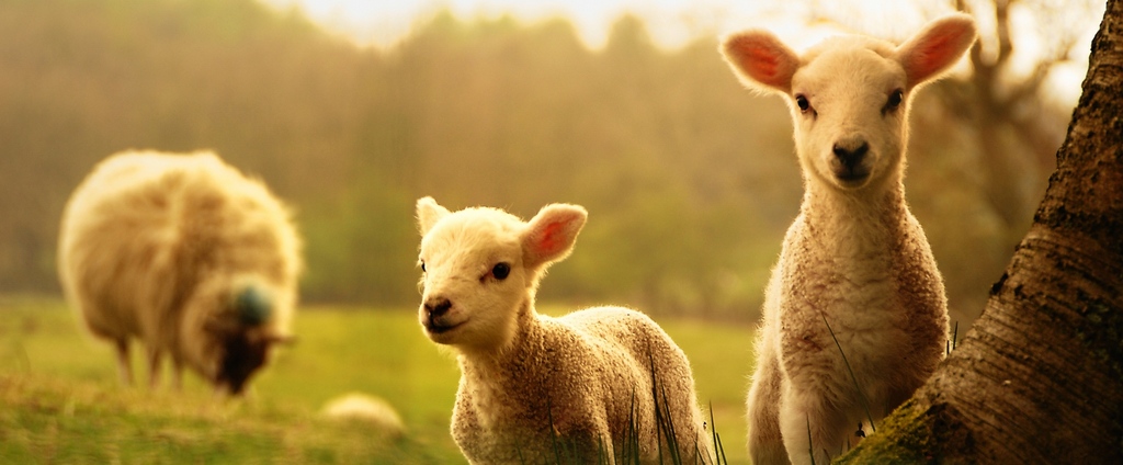 Объявления о сельскохозяйственных животных | ЗооТом - продажа, вязка и услуги для животных в Пустошке