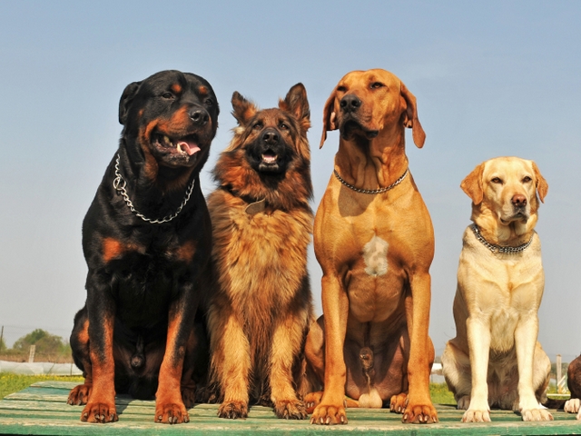 Крупные породы собак в Пустошке | ЗооТом портал о животных